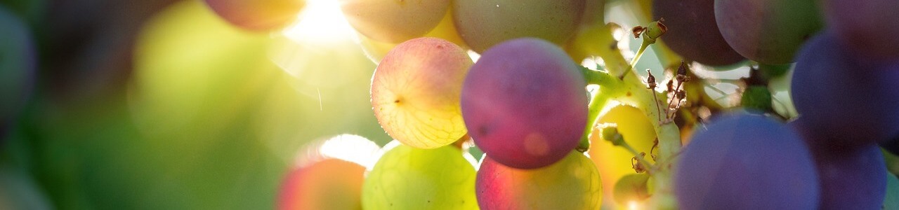grapes 3550733_1280