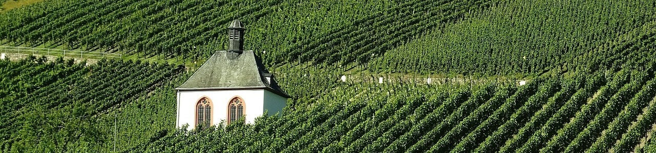 vineyard 973569_1280